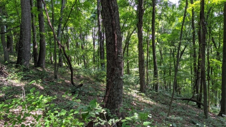 105 Acres Bordering Tar Hollow State Park - image 15
