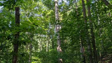 105 Acres Bordering Tar Hollow State Park - image 14