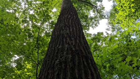 105 Acres Bordering Tar Hollow State Park - image 18