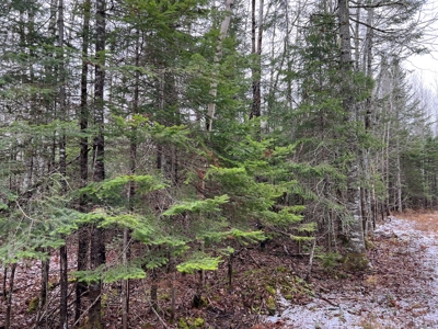 Rural Waterfront Parcel - image 7