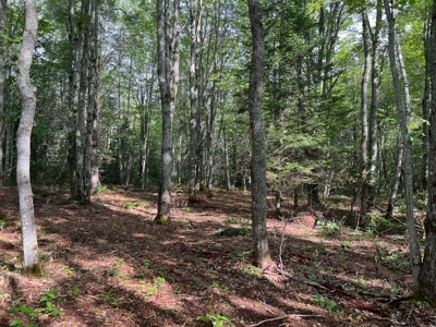 Private 2.3 acre lot - image 10