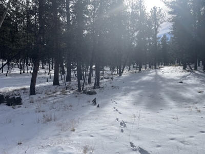 Land for Sale in the Colorado Mountains - image 5