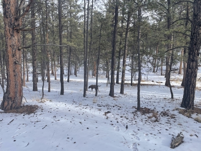 Land for Sale in the Colorado Mountains - image 9