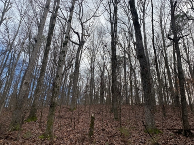Land For Sale In Tn With Seasonal Lake View Of Pickwick Lake - image 6