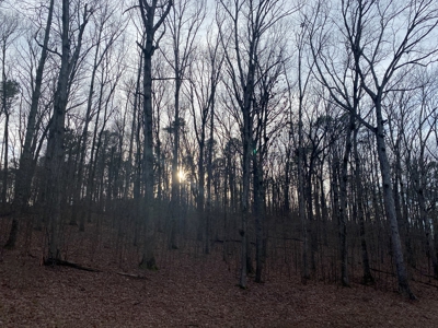 Land For Sale In Tn With Seasonal Lake View Of Pickwick Lake - image 5