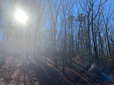 Land For Sale In Tn With Seasonal Lake View Of Pickwick Lake - image 3