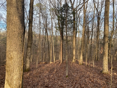 Land For Sale In Tn With Seasonal Lake View Of Pickwick Lake - image 14