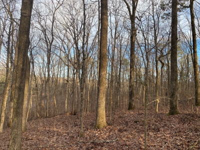 Land For Sale In Tn With Seasonal Lake View Of Pickwick Lake - image 4