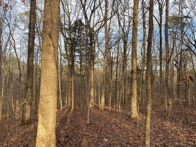 Land For Sale In Tn With Seasonal Lake View Of Pickwick Lake - image 13