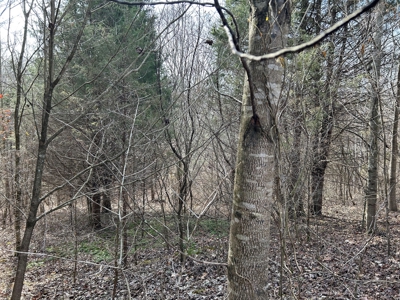 2.2+/- Acre Building Lot - Utilities Avail. - Liberty, Ky. - image 9