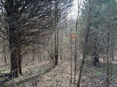 2.2+/- Acre Building Lot - Utilities Avail. - Liberty, Ky. - image 6