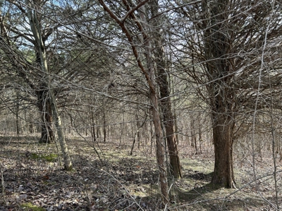 2.2+/- Acre Building Lot - Utilities Avail. - Liberty, Ky. - image 7