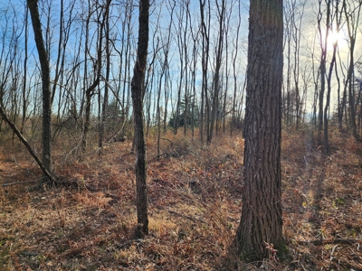 Land For Sale - image 5