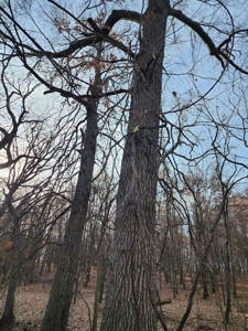 Land For Sale - image 8