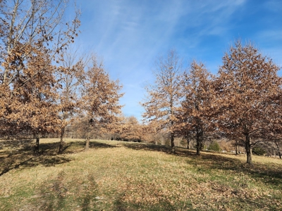 Land For Sale - image 3