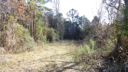 East Texas Hunting/Recreational Property - image 1