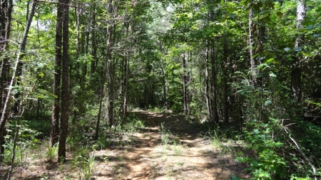 East Texas Hunting/Recreational Property - image 12
