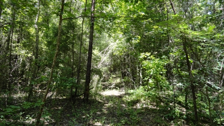 East Texas Hunting/Recreational Property - image 22