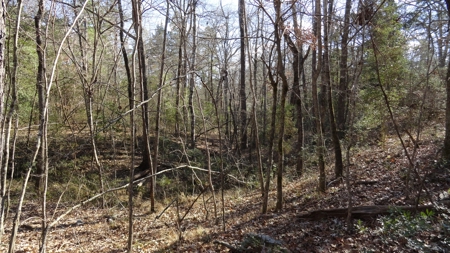East Texas Hunting/Recreational Property - image 7