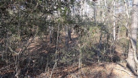 East Texas Hunting/Recreational Property - image 8