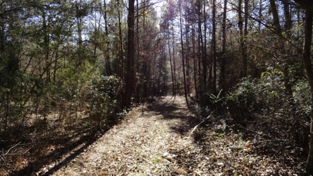 East Texas Hunting/Recreational Property - image 2