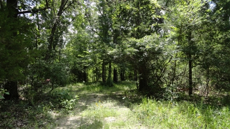 East Texas Hunting/Recreational Property - image 13