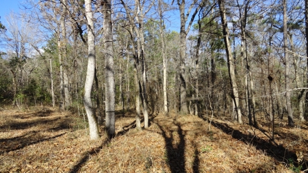 East Texas Hunting/Recreational Property - image 5
