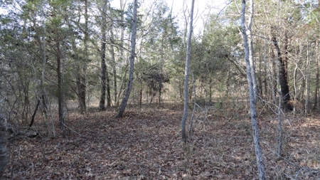 East Texas Hunting/Recreational Property - image 9