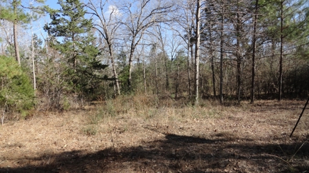 East Texas Hunting/Recreational Property - image 3