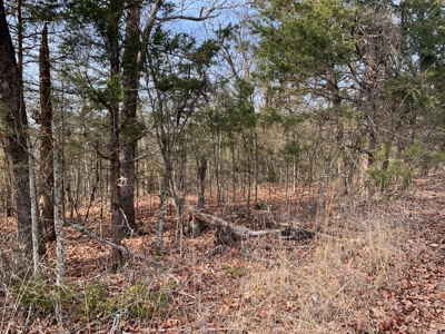 40 Acres with Electricity - image 7