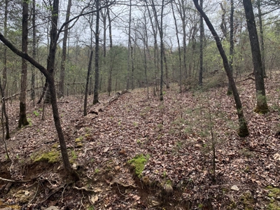 40 Acres with Electricity - image 40