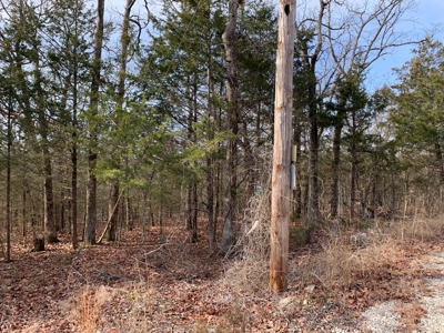 40 Acres with Electricity - image 9
