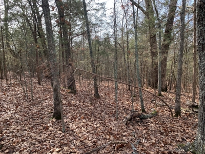 40 Acres with Electricity - image 26