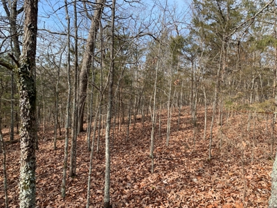 40 Acres with Electricity - image 15
