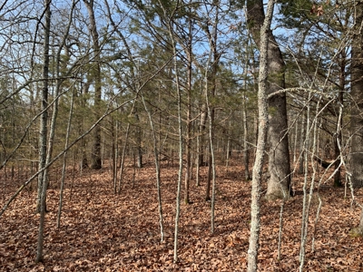 40 Acres with Electricity - image 14