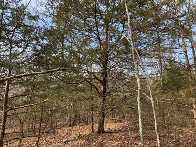40 Acres with Electricity - image 22