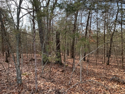 40 Acres with Electricity - image 23