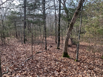 40 Acres with Electricity - image 16