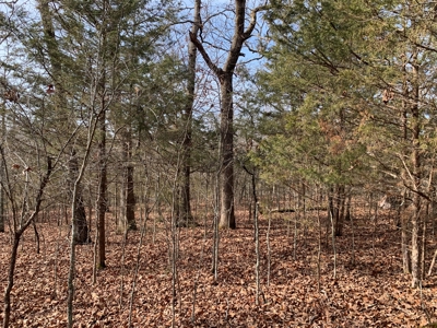 40 Acres with Electricity - image 13
