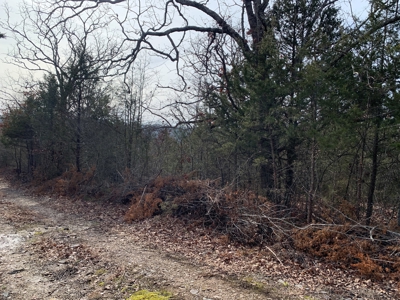 40 Acres with Electricity - image 11