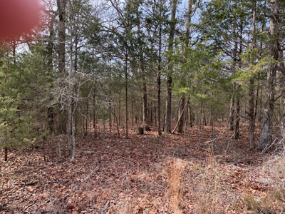 40 Acres with Electricity - image 8