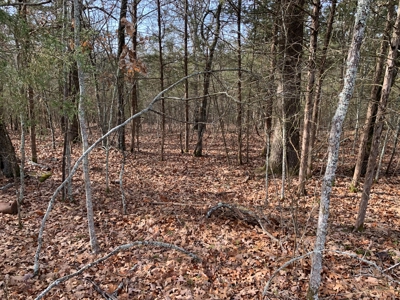 40 Acres with Electricity - image 24