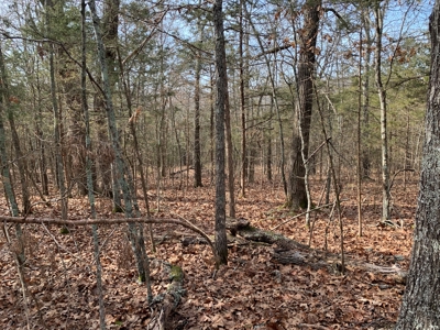 40 Acres with Electricity - image 27