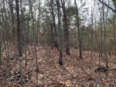 40 Acres with Electricity - image 25