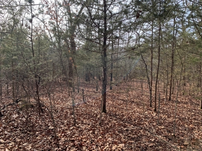 40 Acres with Electricity - image 12