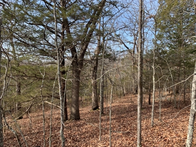 40 Acres with Electricity - image 19
