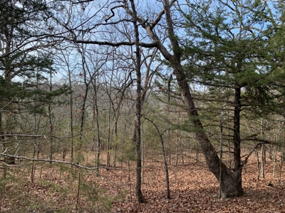 40 Acres with Electricity - image 18