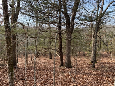 40 Acres with Electricity - image 20