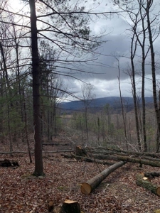 Recreational Retreat with Cabin for Sale in Wytheville VA - image 27