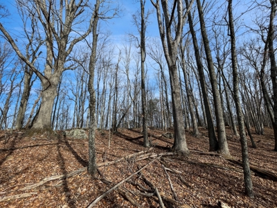 Building Land for Sale in Pilot VA! - image 16